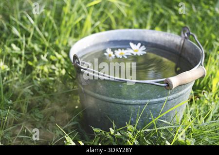 Une fleur marguerite sauvage flotte dans un seau d'eau propre qui est debout dans l'herbe Banque D'Images