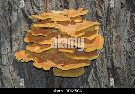 Porologie de soufre commune 'Laetiporus sulphureus'. Je ne suis pas mycologue, la détermination doit donc être vérifiée devant l'utilisation de l'image, pas de liab Banque D'Images