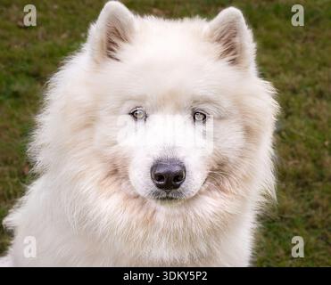 Portrait en plein air d'un chien Samoyed avec une fourrure douce et une lumière naturelle, adapté à un usage éditorial ou commercial. Banque D'Images