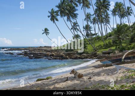 Chien reposant sur une plage rocheuse tropicale avec des cocotiers et des bateaux de pêche. Tangalle, Province du Sud, Sri Lanka, Asie Banque D'Images
