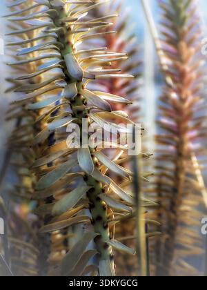 Photographie artistique en gros plan d'espèces sauvages [de fleurs] poussant naturellement dans la campagne grecque. Image botanique de style beaux-arts capturant la beauté Banque D'Images