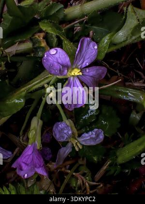 Géranium sauvage naturellement dans la campagne grecque. Photographie botanique artistique en gros plan capturant la beauté des fleurs sauvages grecques indigènes. Banque D'Images