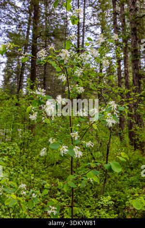 Serviceberry, Amelanchier alnifolia, en fleurs à Beaver Lake dans la forêt nationale de Colville, État de Washington, États-Unis Banque D'Images