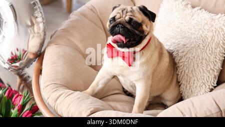 Chien Pug mignon avec noeud papillon dans le fauteuil à la maison Banque D'Images