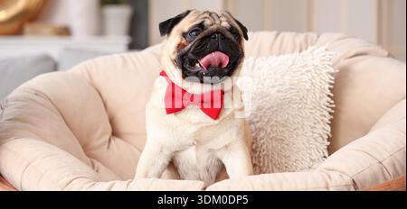 Chien Pug mignon avec noeud papillon dans le fauteuil à la maison Banque D'Images
