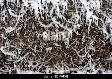 Un mur de lierre recouvert de glace gelée. Prise à Niagara Falls, Ontario, Canada, le 28 décembre 2025. Banque D'Images