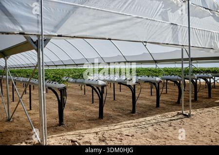 Rangées de plantes hydroponiques poussant à l'intérieur de Modern Greenhouse structure Banque D'Images