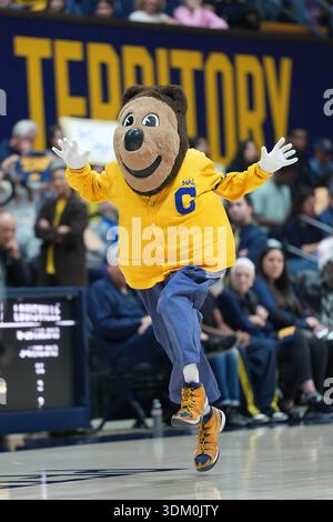 Mascotte CAL. Oski haut pas lors d’un timeout du match de la saison féminine de basketball ACC contre Louisville vs Cal au Pavillon Hass dimanche 1 février 2026 à Berkeley, CA (photo par Gerome Wright/image of Sport) Banque D'Images