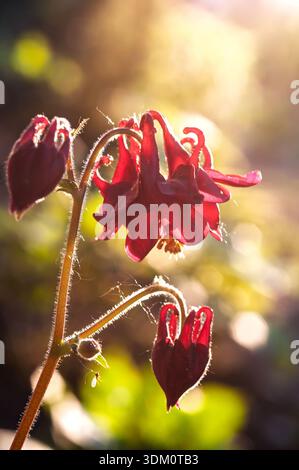 Un gros plan présente des fleurs rouges éclatantes de columbine mises en évidence sur un fond flou et ensoleillé. Banque D'Images