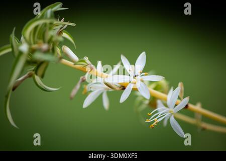 Gros plan de petites fleurs blanches sur la tige Banque D'Images