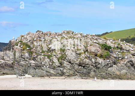 Grande colonie d'oiseaux de mer nichant sur un éperon rocheux près d'une plage de sable. Lieu : Tawharanui Peninsula Nouvelle-Zélande Banque D'Images