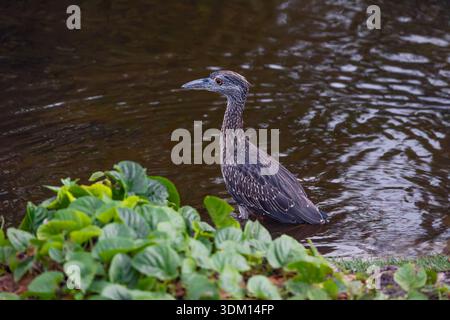 Juvénile jaune couronné de nuit Heron à la recherche de proies dans les eaux du lac République Dominicaine Banque D'Images