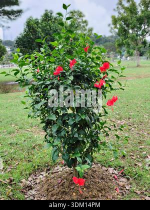 Un jeune arbuste Hibiscus rosa-sinensis avec des fleurs rouges vibrantes en pleine floraison. La plante est située dans un parc herbeux avec des arbres dans le backgrou Banque D'Images