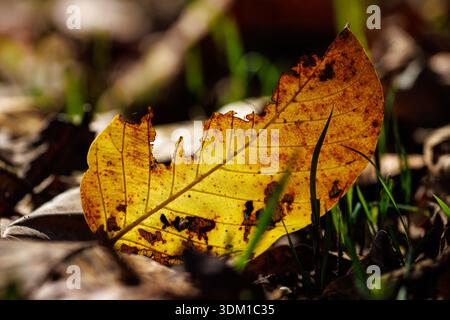Feuilles jaunes, tombées, en décomposition sur le sol, dans la forêt de feuillus du parc national de Chitwan. Sauraha. District de Chitwan, province de Bagmati, Népal Banque D'Images