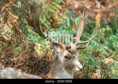 Chevreuil en jachère mâle adulte (Dama dama) couché dans une forêt à Bradgate Park Leicestershire Angleterre Royaume-Uni. Septembre 2025 Banque D'Images
