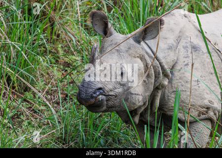 Rhinocéros indiens, rhinocéros unicornis, pâturant à l'état sauvage, dans les prairies du Parc National de Chitwan, site du patrimoine mondial de l'UNESCO au Népal Banque D'Images