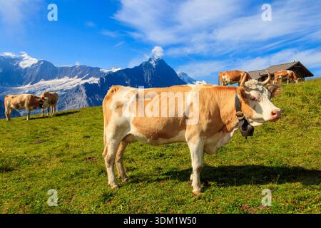 Troupeau de vaches paissant dans un pré alpin vert dans les Alpes suisses, en Suisse Banque D'Images
