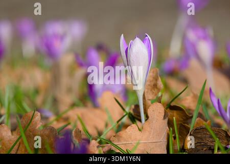 Fleur de crocus pourpre émergeant parmi les feuilles mortes dans l'herbe Banque D'Images
