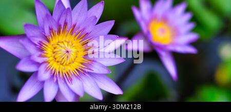 Belle paire de fleurs de lotus violettes fleurissant côte à côte. Fleurs aquatiques tropicales vives au-dessus de l'étang vert. Large macro botanique avec or radieux Banque D'Images