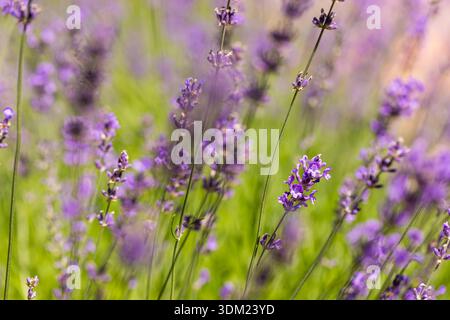Belle floraison fleurs de lavande serein été jardin floral arrière-plan idyllique flou feuillage nature paisible closeup époustouflant rêve Banque D'Images