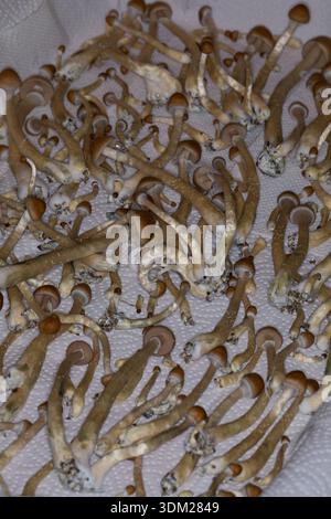 Kubanischer Kahlkopf, Zucht, Pilzzucht, Psilocybe cubensis, Stropharia cubensis, champignon magique, champignon, halo doré, cube, chapeau d'or, bouillie psychédélique Banque D'Images