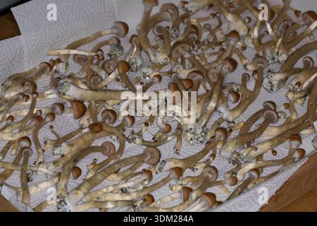 Kubanischer Kahlkopf, Zucht, Pilzzucht, Psilocybe cubensis, Stropharia cubensis, champignon magique, champignon, halo doré, cube, chapeau d'or, bouillie psychédélique Banque D'Images