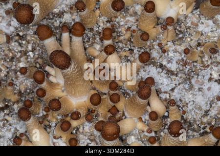 Kubanischer Kahlkopf, Zucht, Pilzzucht, Psilocybe cubensis, Stropharia cubensis, champignon magique, champignon, halo doré, cube, chapeau d'or, bouillie psychédélique Banque D'Images