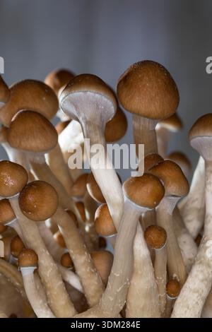 Kubanischer Kahlkopf, Zucht, Pilzzucht, Psilocybe cubensis, Stropharia cubensis, champignon magique, champignon, halo doré, cube, chapeau d'or, bouillie psychédélique Banque D'Images