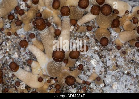Kubanischer Kahlkopf, Zucht, Pilzzucht, Psilocybe cubensis, Stropharia cubensis, champignon magique, champignon, halo doré, cube, chapeau d'or, bouillie psychédélique Banque D'Images