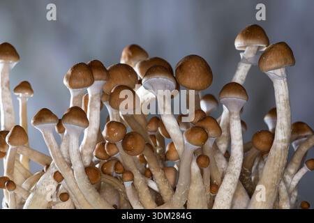 Kubanischer Kahlkopf, Zucht, Pilzzucht, Psilocybe cubensis, Stropharia cubensis, champignon magique, champignon, halo doré, cube, chapeau d'or, bouillie psychédélique Banque D'Images