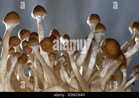 Kubanischer Kahlkopf, Zucht, Pilzzucht, Psilocybe cubensis, Stropharia cubensis, champignon magique, champignon, halo doré, cube, chapeau d'or, bouillie psychédélique Banque D'Images