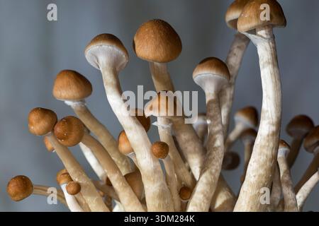 Kubanischer Kahlkopf, Zucht, Pilzzucht, Psilocybe cubensis, Stropharia cubensis, champignon magique, champignon, halo doré, cube, chapeau d'or, bouillie psychédélique Banque D'Images