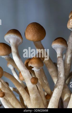 Kubanischer Kahlkopf, Zucht, Pilzzucht, Psilocybe cubensis, Stropharia cubensis, champignon magique, champignon, halo doré, cube, chapeau d'or, bouillie psychédélique Banque D'Images