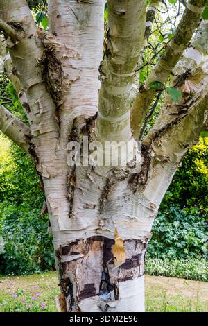 Bouleau de l'Himalaya 'Inverleith'. Betula utilis subsp. Jacquemontii 'Inverleith'. Montrant l'écorce blanche typique de pelage. Banque D'Images