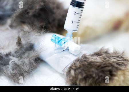 seringue connectée à l'embout du cathéter intraveineux, technicien vétérinaire administrant le rinçage de médicament mesuré, scellé Banque D'Images