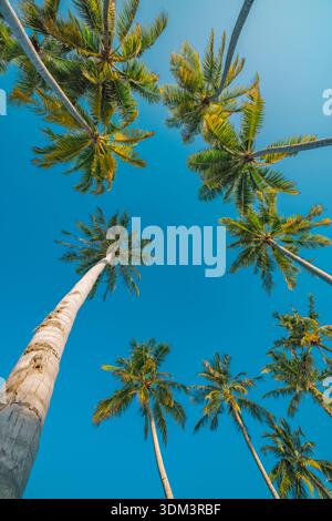 Relaxant vue vers le haut à travers des troncs de palmiers sereins, ciel bleu pastel doux au-delà des frondes luxuriantes, vacances idylliques plage d'été à couper le souffle voyage art Banque D'Images