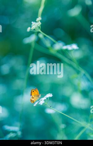 Papillon doré éclatant dans une prairie verdoyante avec flou bokeh doux et lumière matinale idyllique d'été pour un fond de nature sereine Banque D'Images