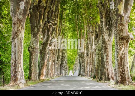 Green Trees ruelle à couper le souffle chemin de nature luxuriante paysage serein paysage pittoresque en plein air Banque D'Images