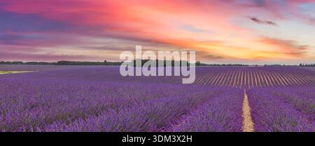 Panorama de lavande au coucher du soleil, champs de fleurs d'été luxuriants, nuages de ciel lumineux, arrière-plan nature de campagne pittoresque idyllique Banque D'Images