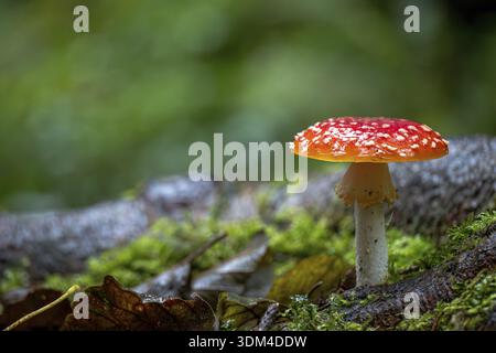 Agarique de mouche (Amanita muscaria), corps fructifiant entre mousse et racines sur le sol de la forêt, Parc National de la Forêt Noire, Allemagne Banque D'Images