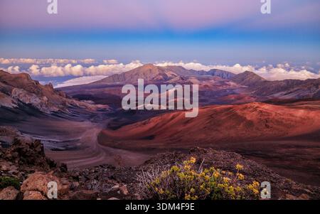 Une plante Kūpaoa sur le bord du cratère Haleakalā, vue du sommet juste après le coucher du soleil, dans le parc national de Haleakalā, à Hawaï. Banque D'Images