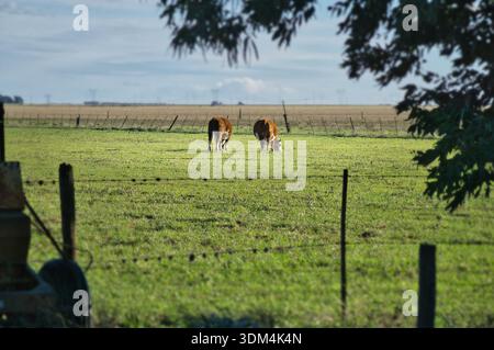 Des vaches Hereford et un veau qui paissent des pâturages verts frais, en se concentrant sur l'agriculture durable Banque D'Images