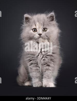 Adorable chaton bleu tortie British Longhair, assis assis face à l'avant. Regarder vers la caméra avec une expression douce et amicale. Isolé sur fond noir. Banque D'Images