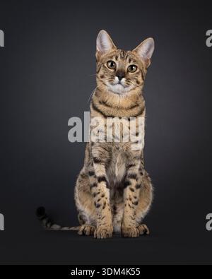 Magnifique chat F7 Savannah, assis face à l'avant. Regarder attentif à la caméra. Isolé sur fond noir. Banque D'Images