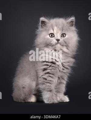 Adorable chaton bleu tortie British Longhair, assis assis face aux côtés. Regarder vers la caméra avec une expression douce et amicale. Isolé sur fond noir. Banque D'Images