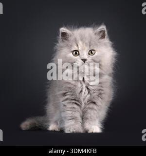 Adorable chaton bleu tortie British Longhair, assis assis face à l'avant. Regarder vers la caméra avec une expression douce et amicale. Isolé sur fond noir. Banque D'Images
