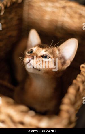Petit chat chaton de race abyssinienne assis dans un panier brun en osier mordu, lève les yeux. Drôle de fourrure pelucheuse chatte à la maison. Mignon joli Pet rouge brun pus Banque D'Images