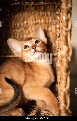 Petit chat chaton de race abyssinienne assis dans un panier brun en osier mordu, lève les yeux. Drôle de fourrure pelucheuse chatte à la maison. Mignon joli Pet rouge brun pus Banque D'Images