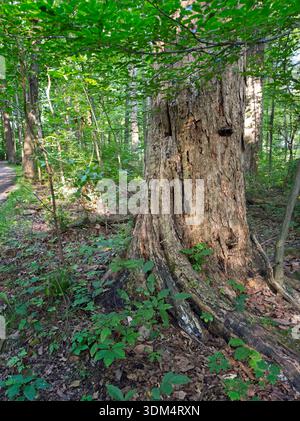 Un vieil arbre montrant les ravages du temps se dresse à côté d'un sentier dans un cadre de l'Ohio. Banque D'Images