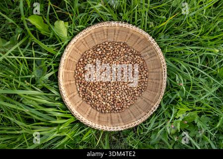 Fèves séchées dans un panier de paille sur le bien-être d'été d'herbe verte Banque D'Images